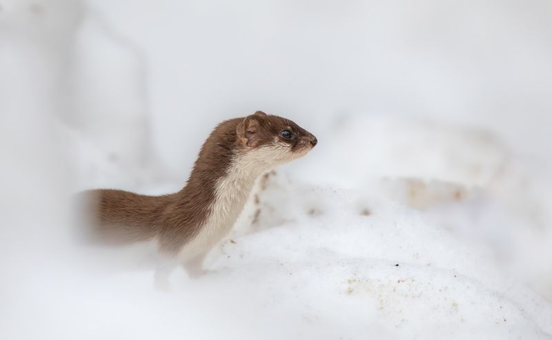 Ласка в снегах.  фото превью