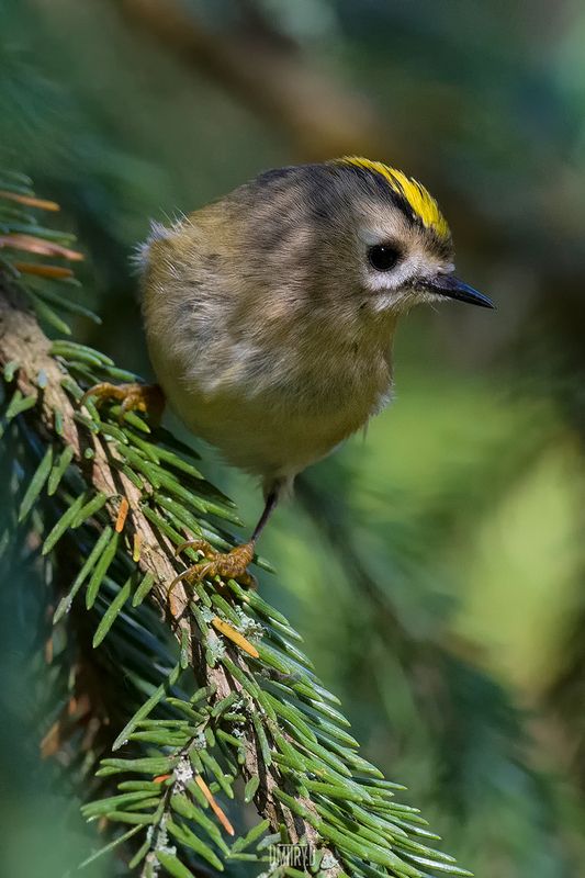 Желтоголовый королёк фото превью
