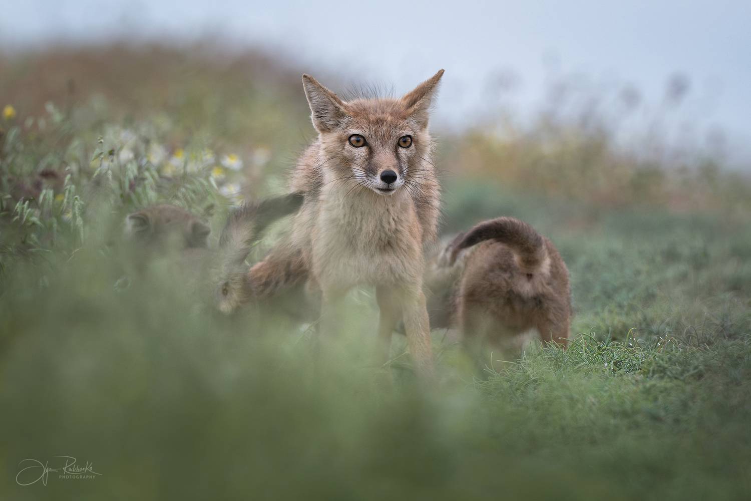 корсак, калмыкия, степная лиса, лис, лиса, корсачонок, дикая природа, wildanimals, корсачата, vilpus corsac, corsac, корсаки, маныч, маныч-гудило, черные земли, Рудченко Ольга