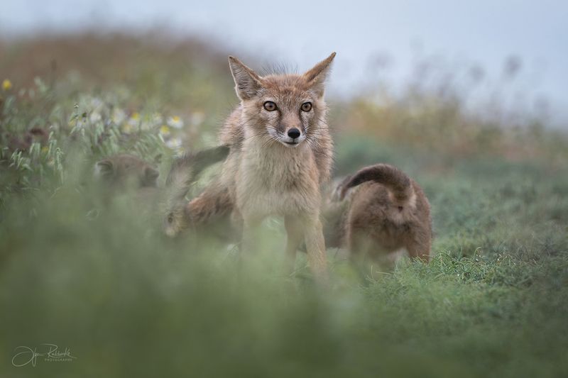 корсак, калмыкия, степная лиса, лис, лиса, корсачонок, дикая природа, wildanimals, корсачата, vilpus corsac, corsac, корсаки, маныч, маныч-гудило, черные земли Мамины хвостики фото превью