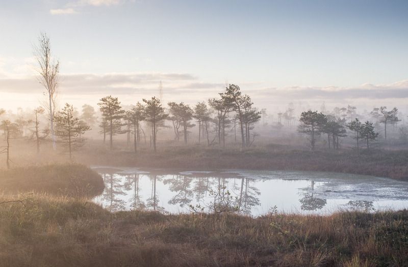 Утро на болоте фото превью