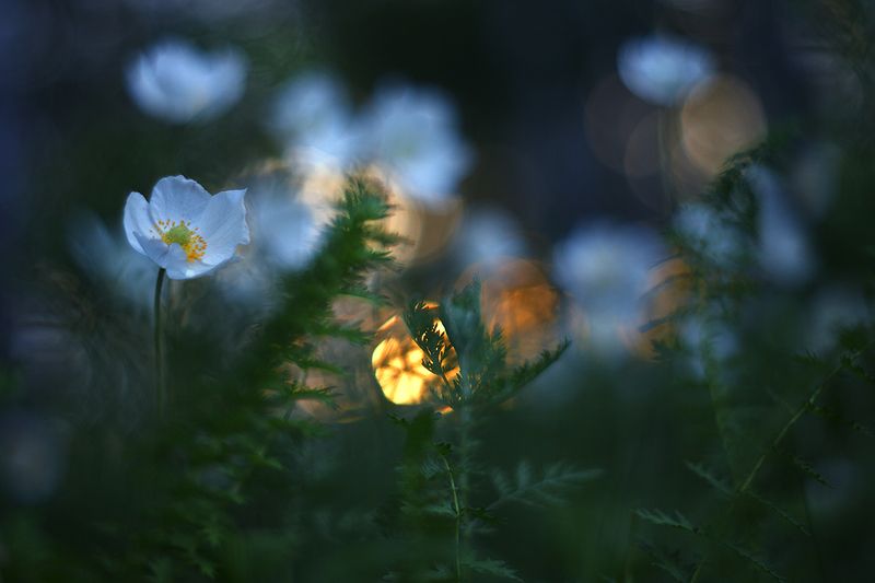 макро, природа, боке, цветы, анемон, анемоны, блик, лес, весна, май, macro, nature, flowers Вечерело... фото превью