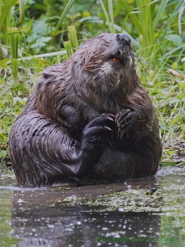 Царь реки фото превью