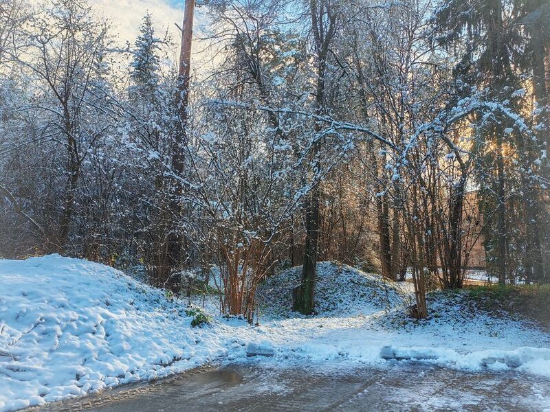 иней на деревьях фото превью