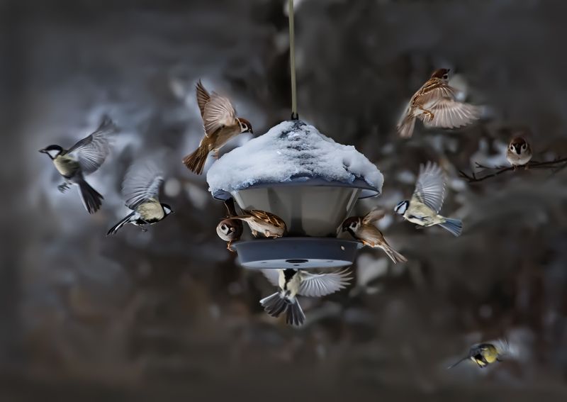 фото превью