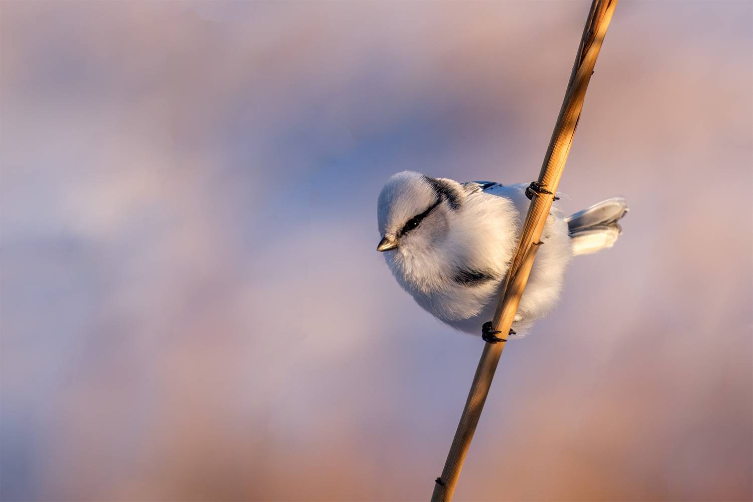 , Бодрягин Виталий