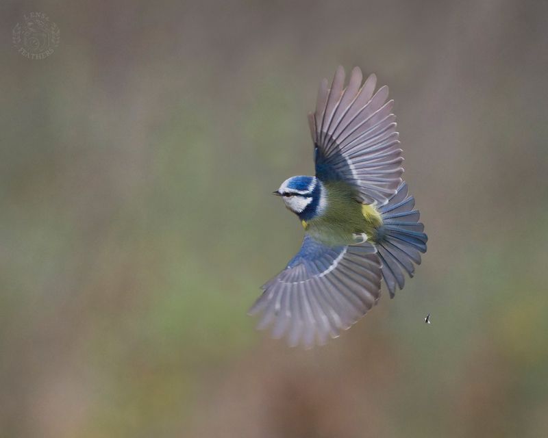 Лазоревка - Lens and Feathers фото превью