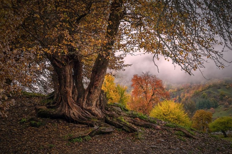 becho, nashtkoli, fall, autumn, trees, yellow, red, leaves, svaneti, mountains, clouds, sky, nature, landscape, scenery, travel, outdoors, georgia, sakartvelo, chizh Fall Trees фото превью