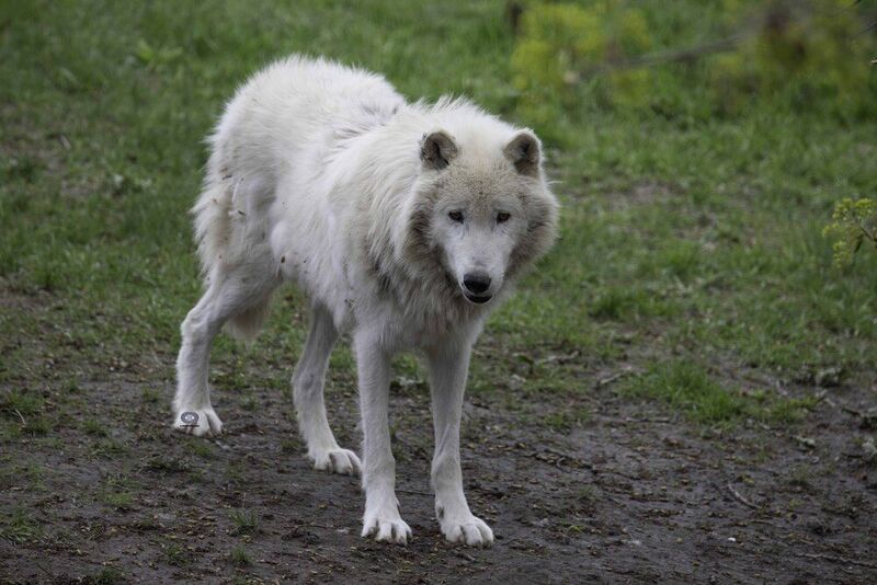 Arctic wolf фото превью