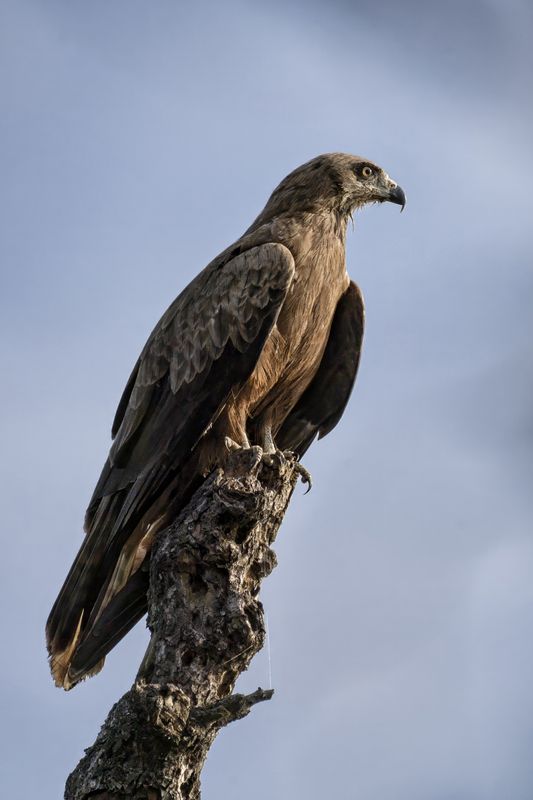 коршун, птицы Чёрный коршун (Milvus migrans) фото превью