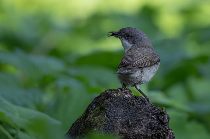 славка-завирушка, славка-мельничек, славка, птенец, птицы Славка-завирушка фото превью