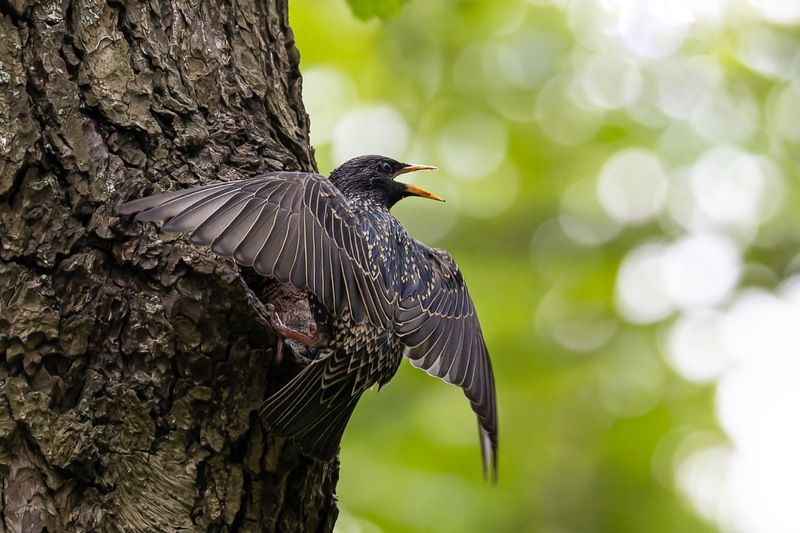 скворец, гнездо, дупло, птицы Кормление птенцов фото превью