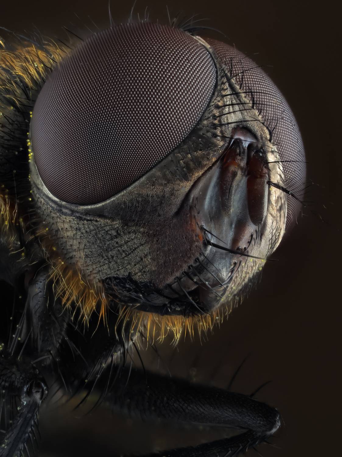 , Олег Савицкий