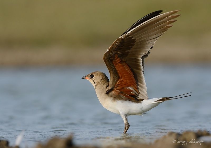 Луговая тиркушка фото превью