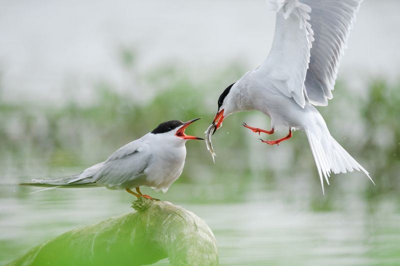 речная крачка, забота, подарок, брачные игры Подношение фото превью
