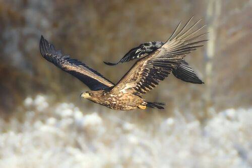 Погоня за великаном