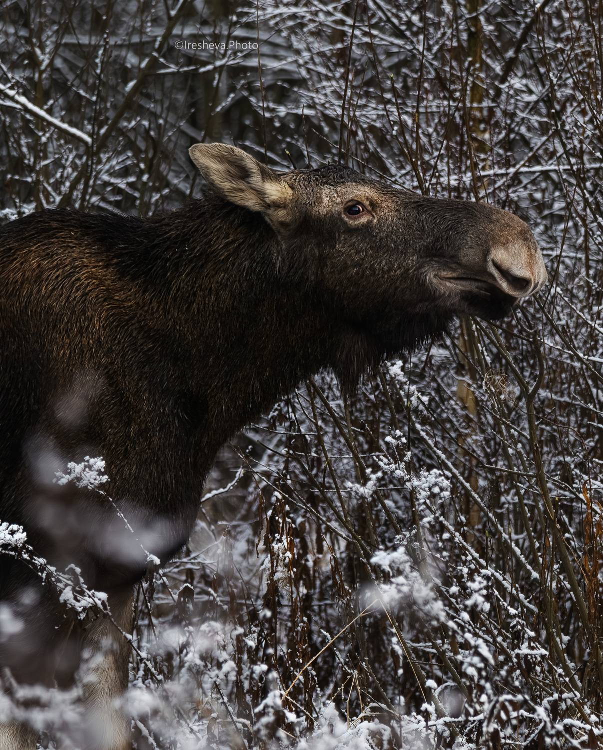 Лось , Ирешева Мария