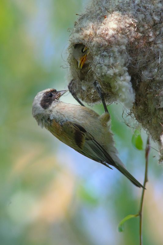 обыкновенный ремез, remiz pendulinus, ремез, чудесные пернатые архитекторы, гнездышко рукавичка ремезов, ремезенок, Чудесные пернатые архитекторы. Ремезы фото превью