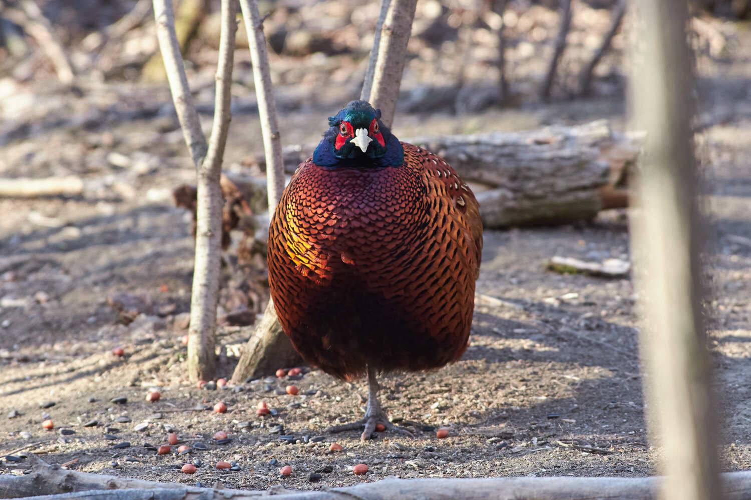 фазан, , Павел Сторчилов
