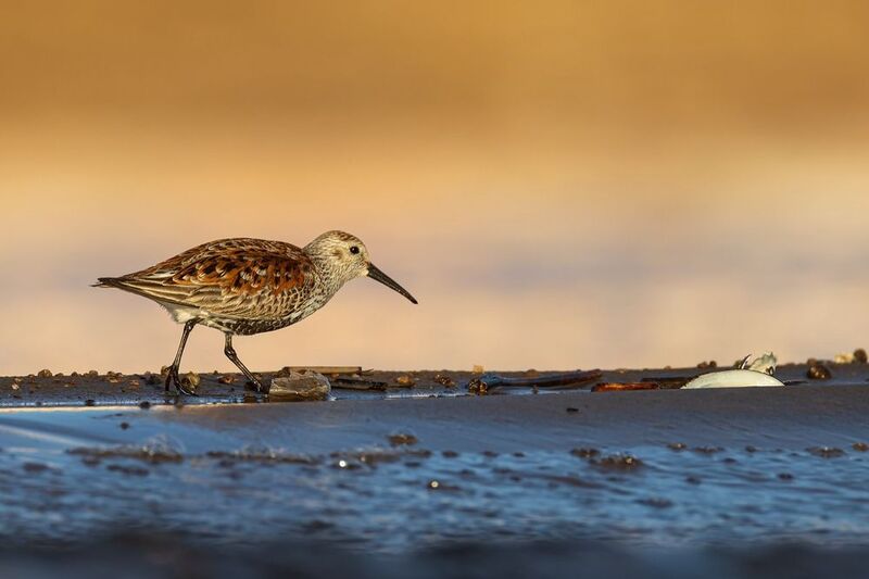чернозобик, кулик, птицы Чернозобик фото превью