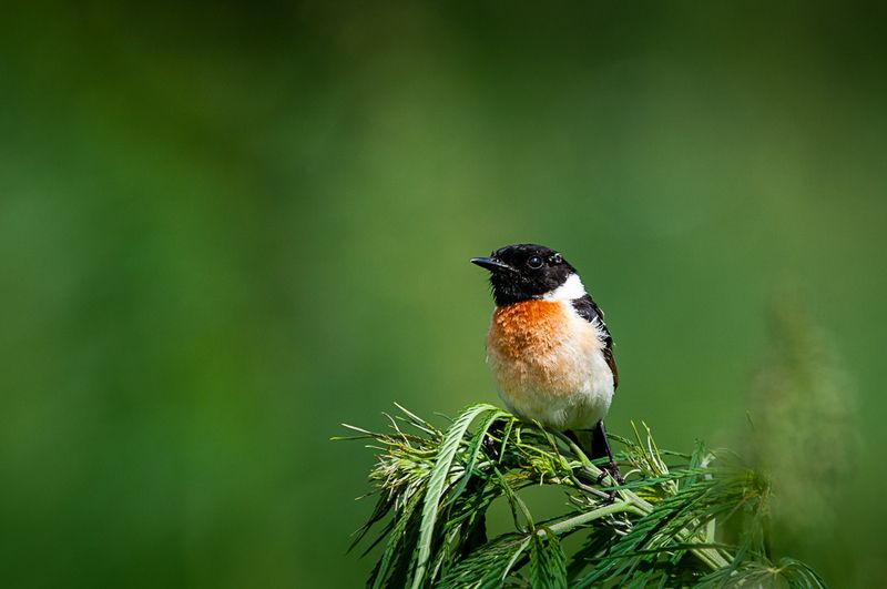 чекан, птица сибирский черноголовый чекан фото превью