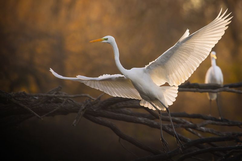 Heron фото превью
