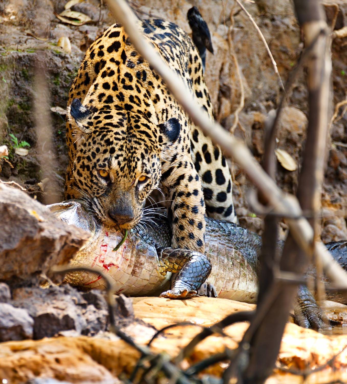 , Игорь Щербаков