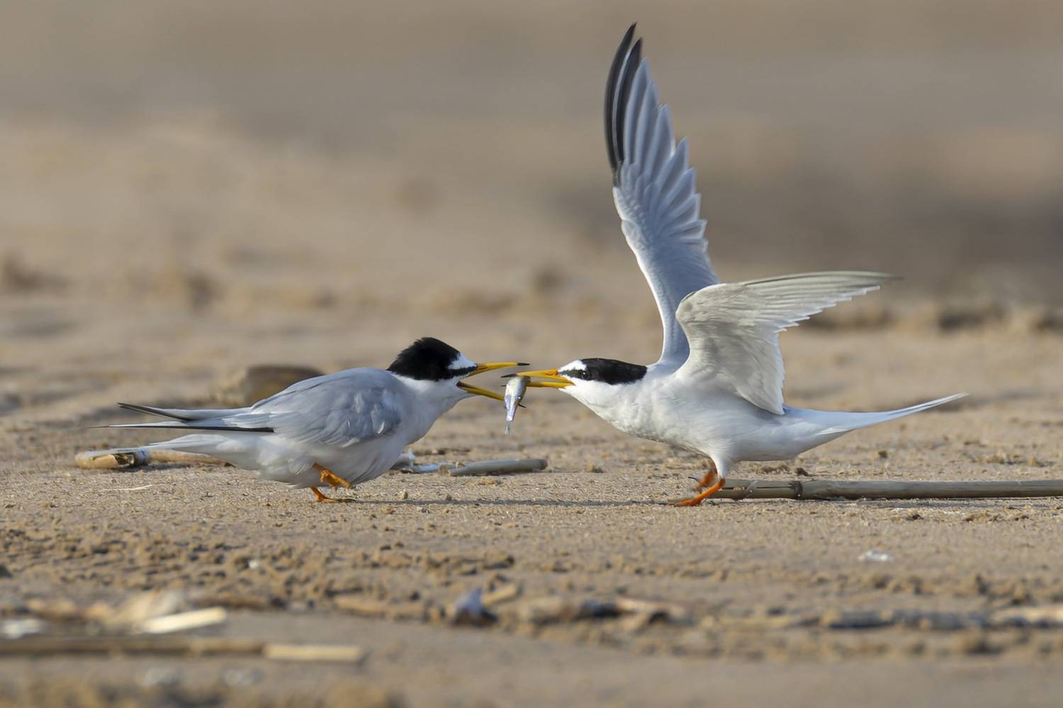малая крачка, крачка, чайка, птицы, красная книга, любовь, Ruslan Pl