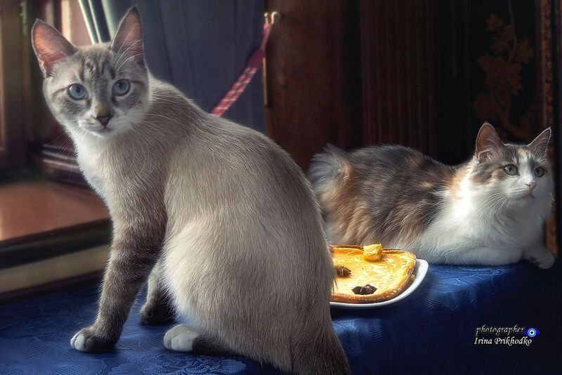 животные, кошки, питомцы, охос азулес, сибирская трехцветная, творожно-тыквенная запеканка - А попробовать-то можно? фото превью