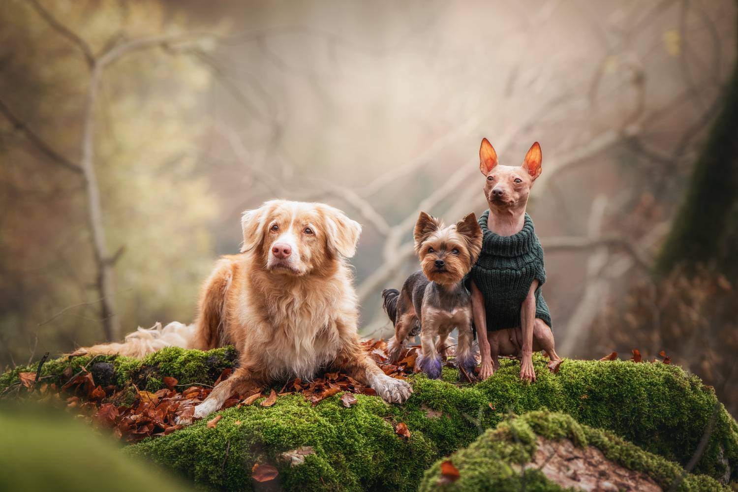 , Андрианова Ирина