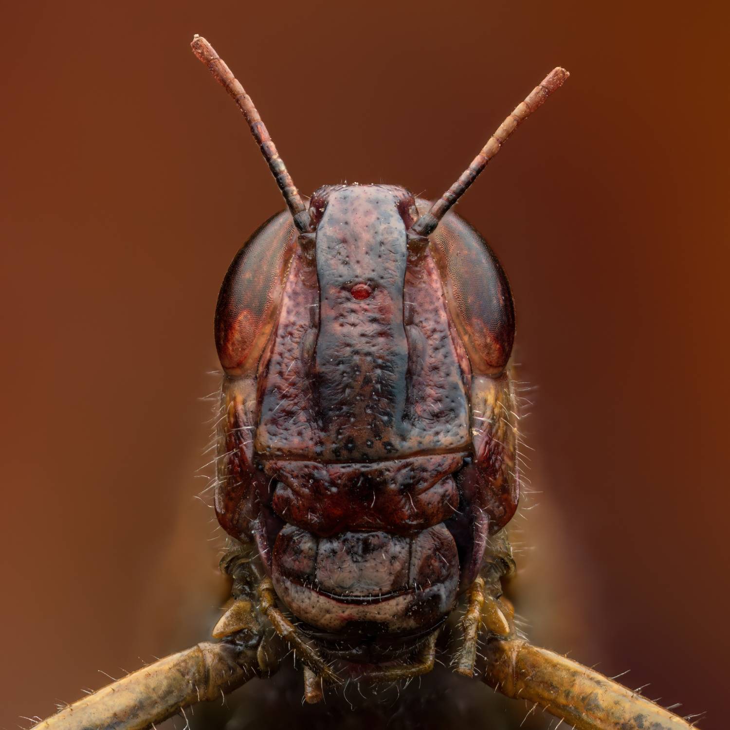 , Фруман Евгений