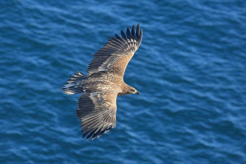 Орлан над Татарским проливом фото превью