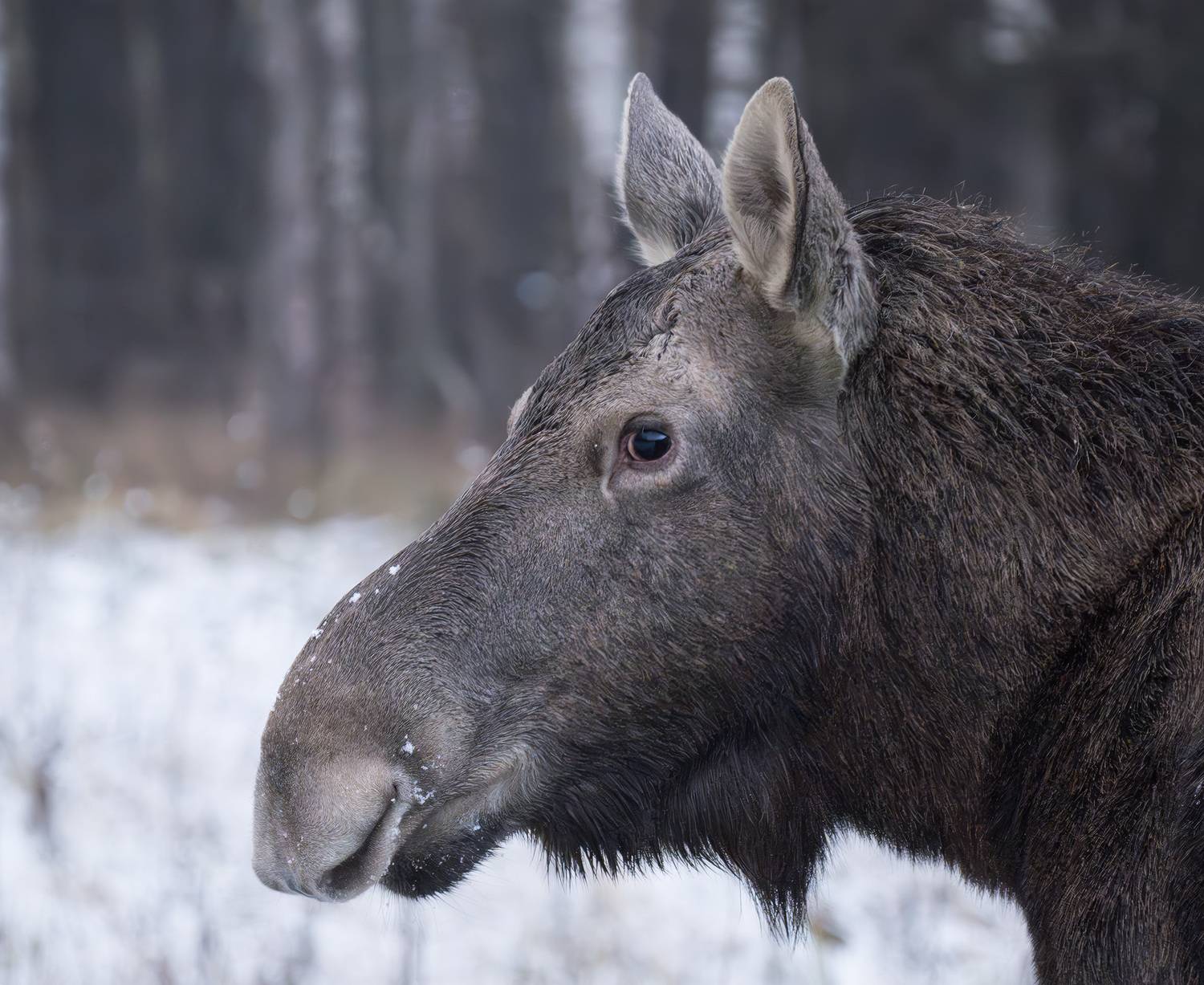 Лось, Пушкарева Василиса