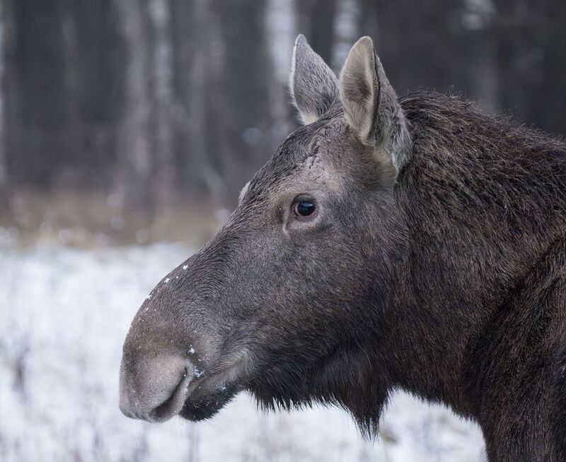 Лось Это что у тебя там? фото превью