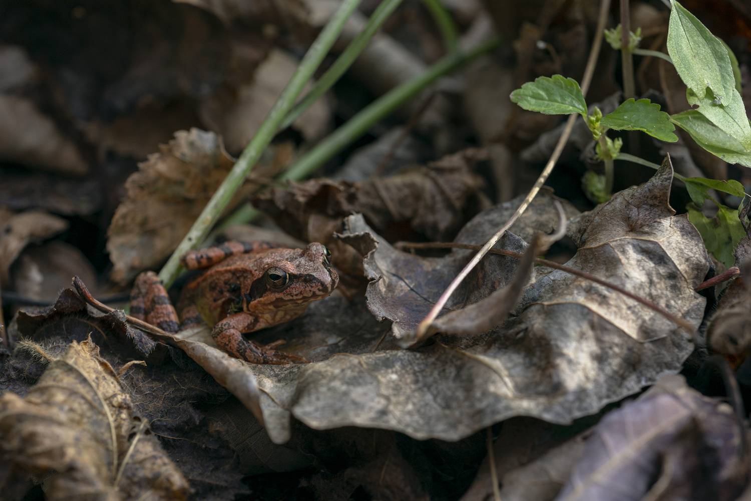 , Кузнецов Александр