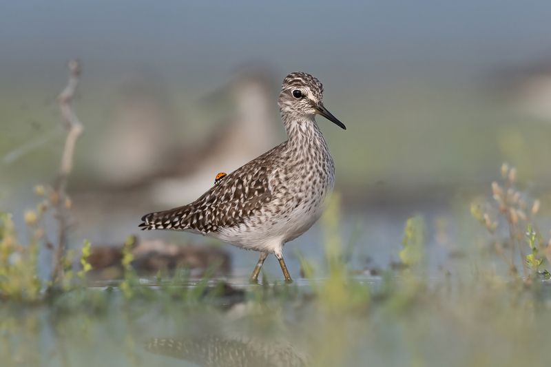 Божья коровка (и фифи - Tringa glareola) фото превью