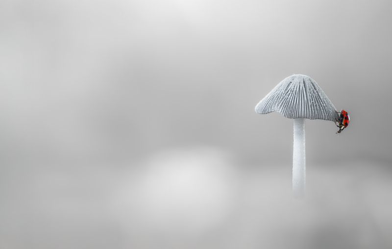 ladybug, mushroom, winter, minimalism, beetle, insect, flower, macro, bugs, ladybird, A lonesome search фото превью