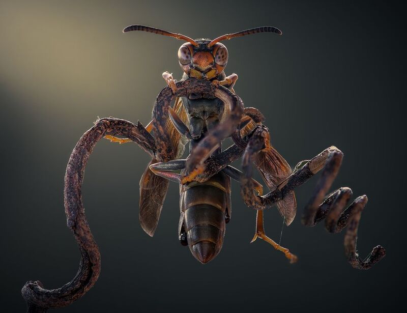 wasp, insect, macro, nature, wild, insects, bee, The hunter’s perch фото превью