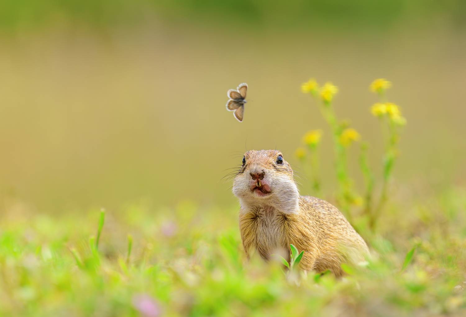 groundsquirrel, animal, cute, nature, wildlife,funny,cute, T&iacute;mea Ambrus