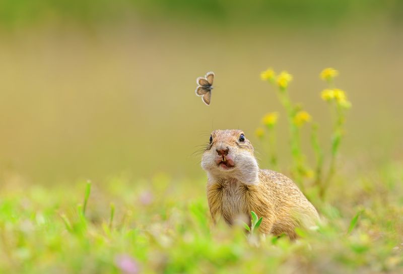 groundsquirrel, animal, cute, nature, wildlife,funny,cute Who ordered butterfly? фото превью
