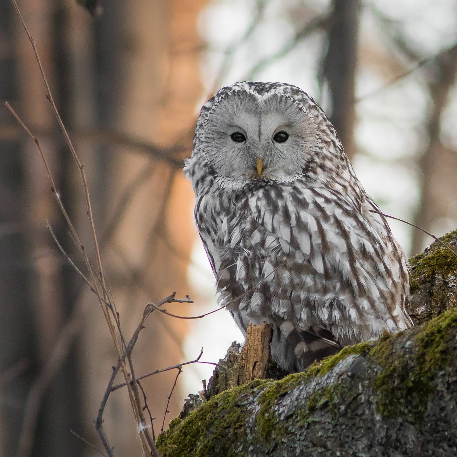 уральская неясыть, длиннохвостая неясыть, Суслов Дмитрий
