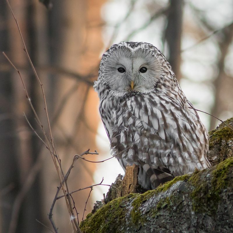 уральская неясыть, длиннохвостая неясыть Длиннохвостая неясыть фото превью