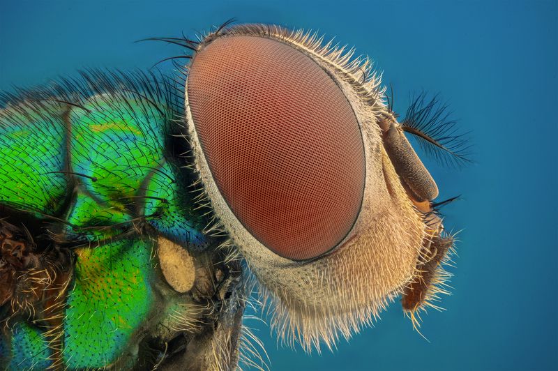 ceclii, macro Fly фото превью