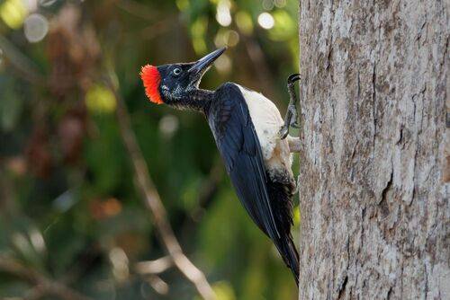 Белобрюхая желна