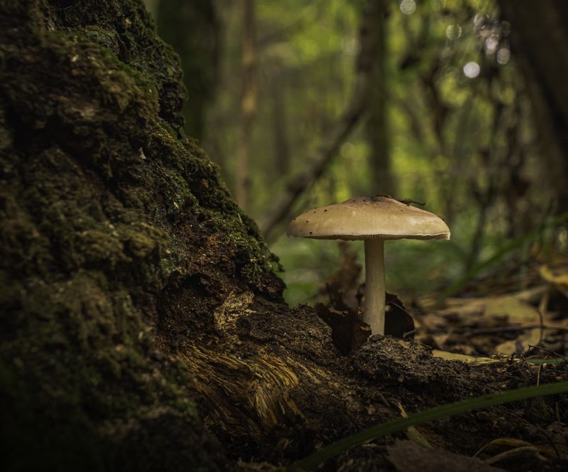 природа Про грибы фото превью