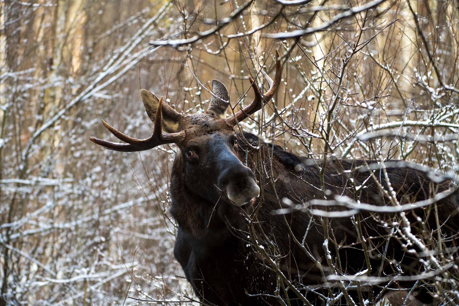 , Павел Ныриков