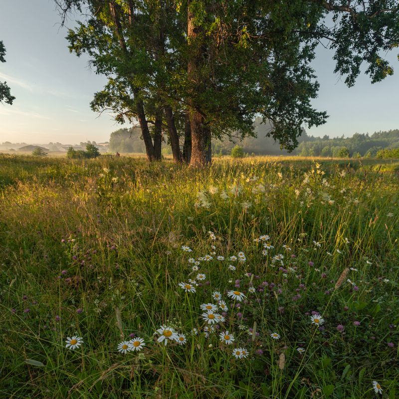 Ромашки фото превью