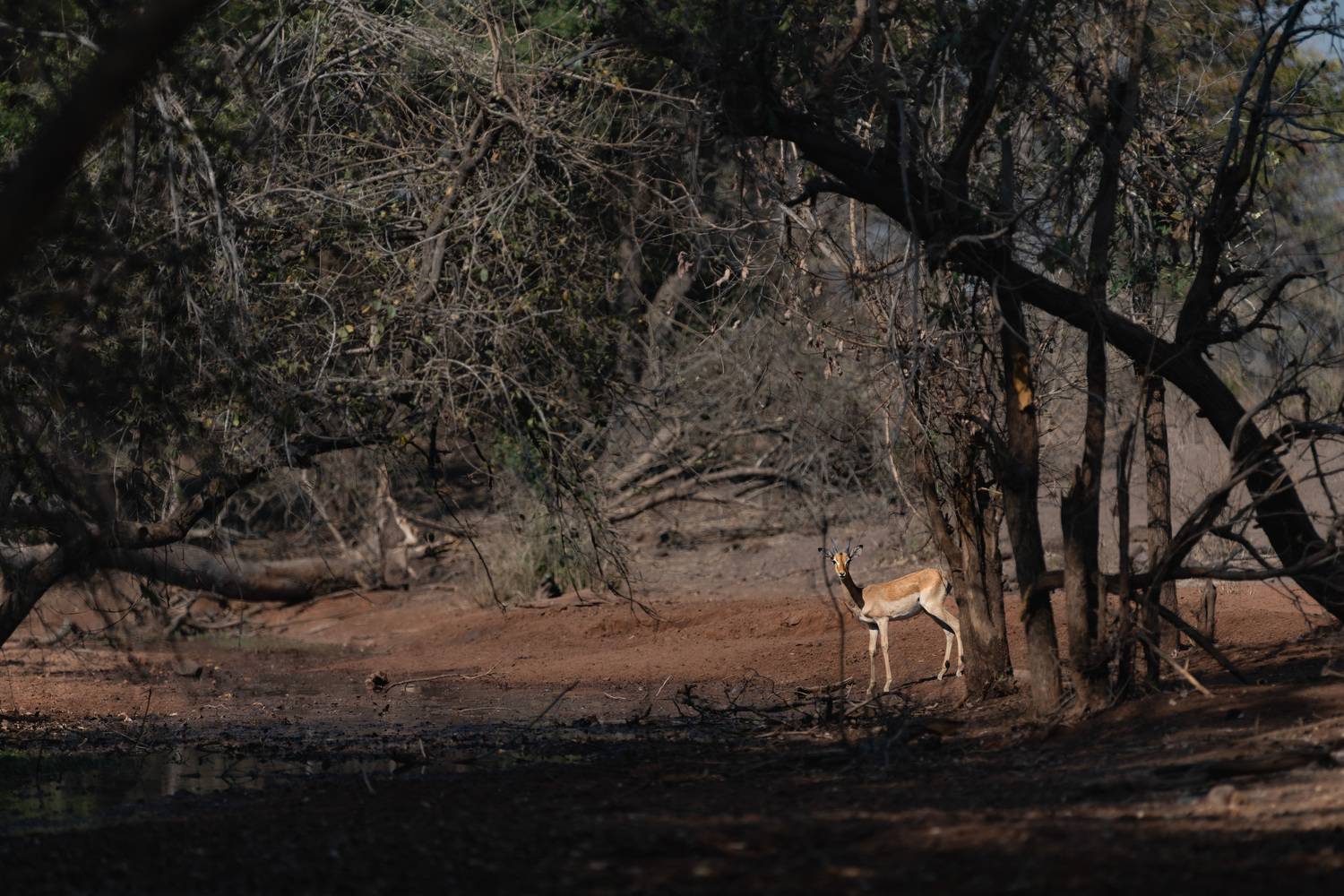 , Николаев Дмитрий
