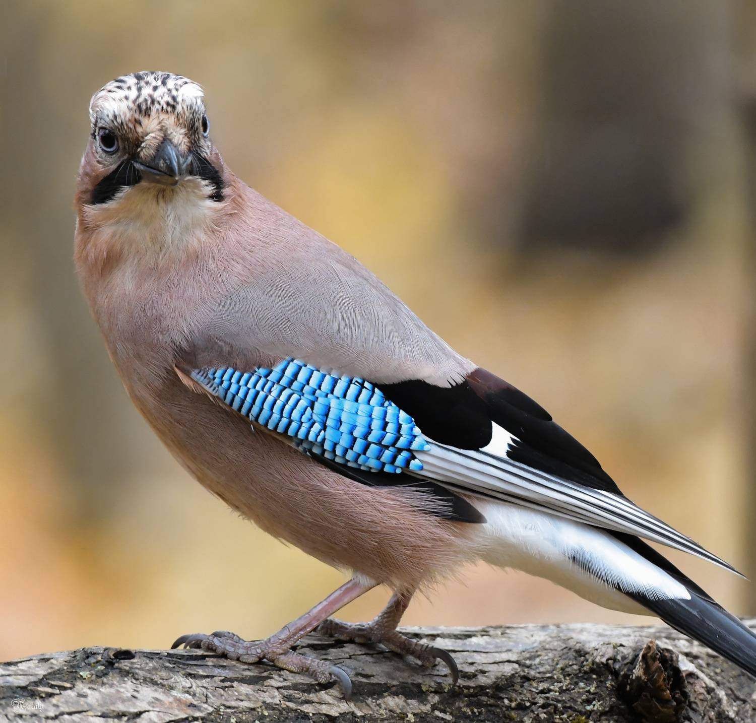 , Наталья Екимова