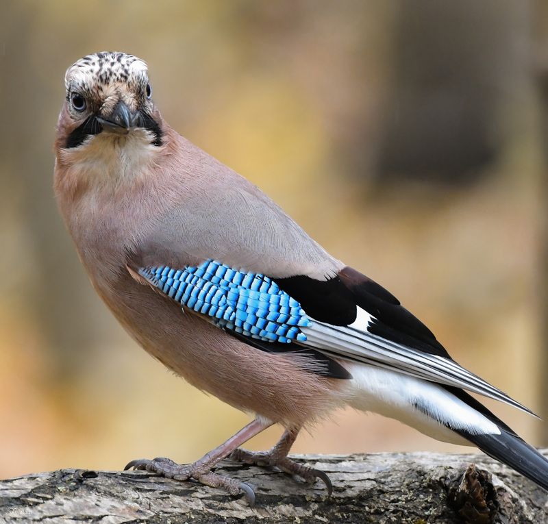 Сойка фото превью